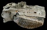 Partial Upper Mammoth Jaw - North Sea #4907-3
